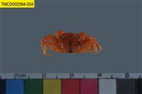 藏品(雙扇股窗蟹)的圖片